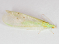 Chrysoperla pallida